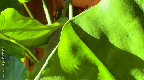 CLOSE UP: Tiny specks of spider mites actively moving within complex webbing. Infestation is clearly visible against green leaf, showing detail of silk and size of colony of these plant parasites.