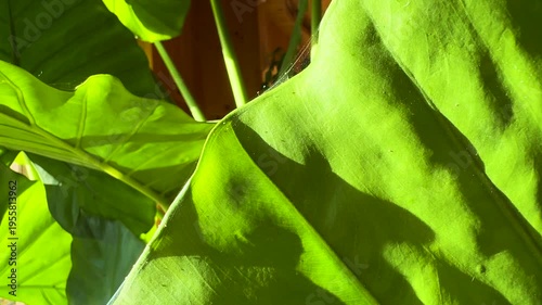 CLOSE UP: Intricate silky webbing and parasitic colony of spider mites at work. Tiny insects move through fine threads, which they use for protection while causing damage to healthy houseplant tissue.