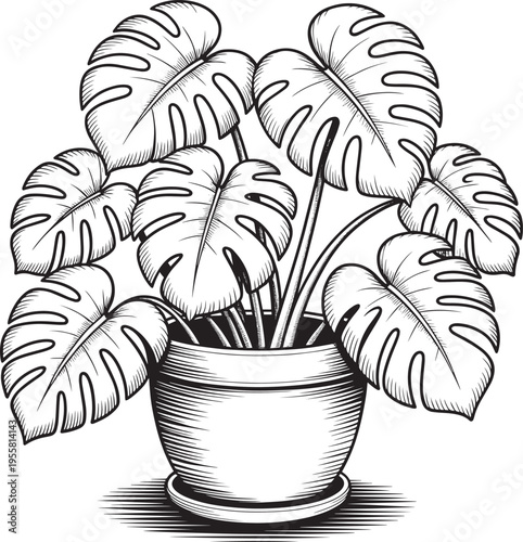 Monstera plant in a pot, black and white tropical leaf
