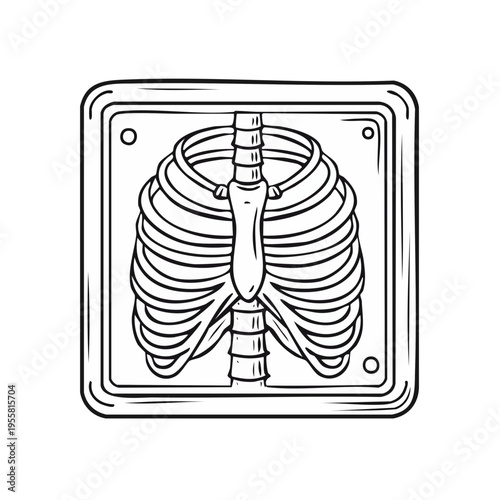 Stylized Drawing of a Human Rib Cage Medical X Ray Illustration