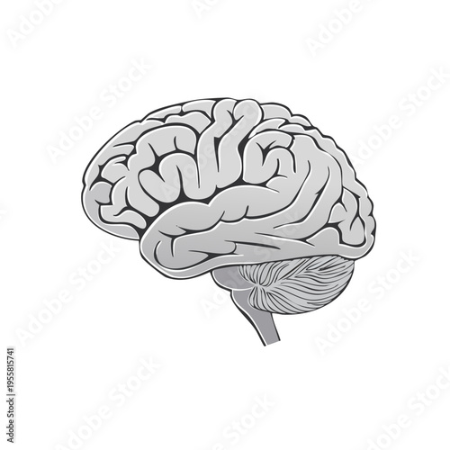 Gray illustration of a human brain showing cerebrum and cerebellum anatomy