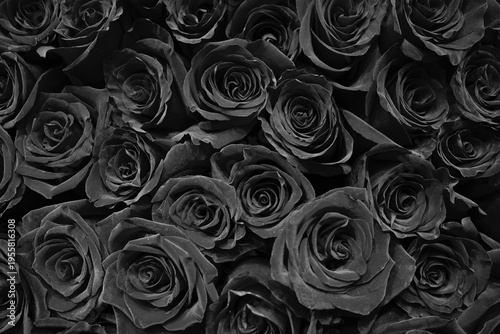 Fotografía Background of black roses. Dark, mourning flowers.