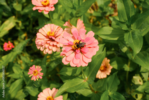 Zinnia garden closeup with bee on bright pink flower during summer season.