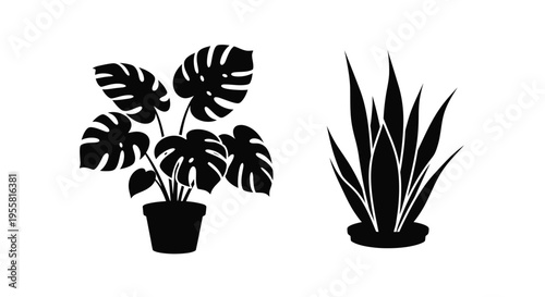Two potted plants a monstera deliciosa and an agave americana in black and white