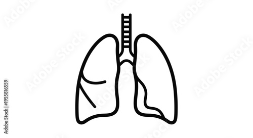 Simple line drawing of human lungs with a trachea