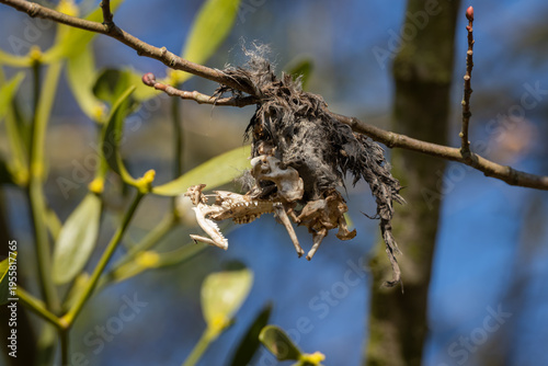Fotografie Detail of bat skeletal remains with mummified skin on a branch with mistletoe in the background