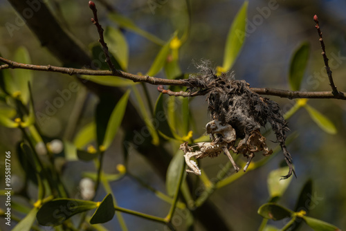 Bilde på lerret Detail of bat skeletal remains with mummified skin on a branch with mistletoe in the background