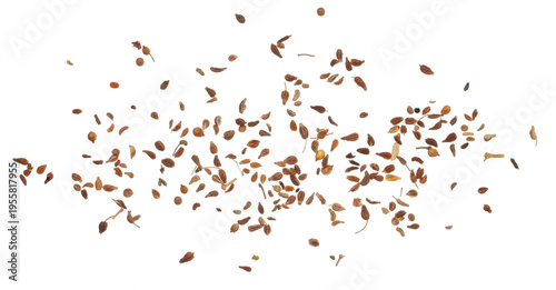 Photos Close up anise seeds spice flying (Pimpinella anisum) isolated on white backgrou