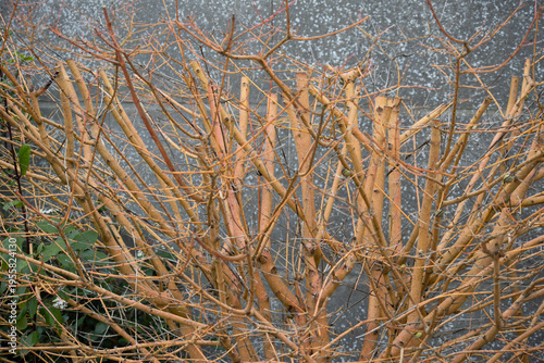 Fotografi Close-up of dense orange leafless branches against a wall