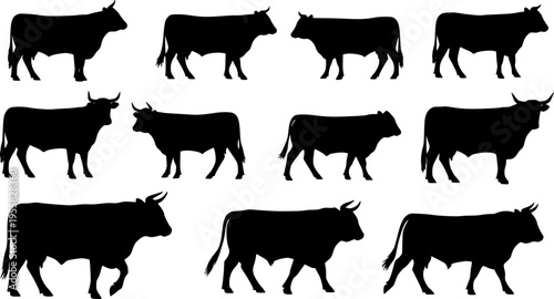 cow silhouette Vector set, cattle silhouettes, diverse breed of cows. Ideal for farm, ranch branding. Perfect for logos, decals. Black, white background. Bulls, cows, standing, walking, running 