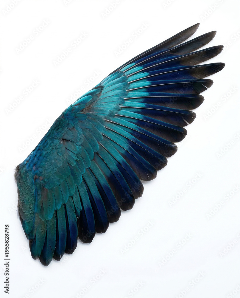 Obraz premium Close up of a blue and teal bird wing with intricate feathers isolated on white background, natural beauty