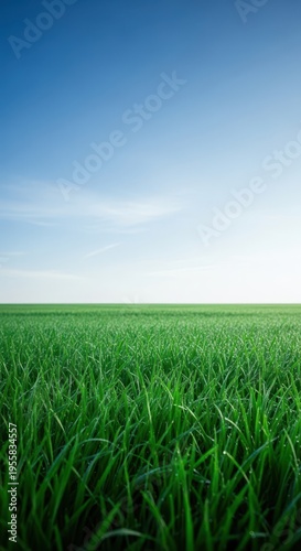 A vast, open landscape featuring lush, brilliant green grass stretching toward the distant horizon under a beautiful blue sky, horizon, verdant, summer