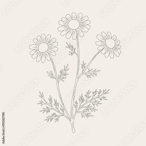 Botanical illustration of camomile flowers with leaves in a soft herbal style.