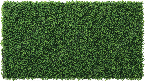 Dense green leafy hedge background with small oval leaves