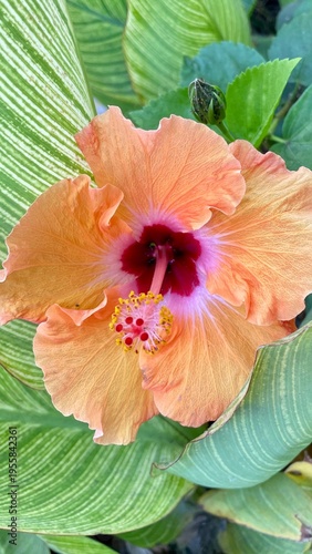Canvastavla hibiscus flower in the garden