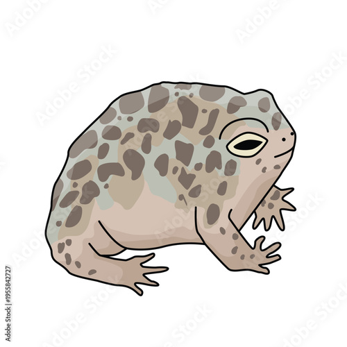 Desert rain frog. Vector isolated illustration on the white background