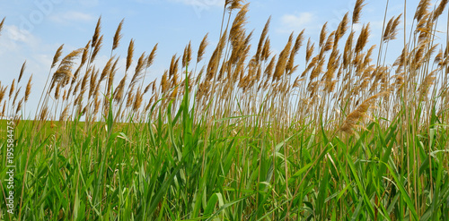 Tall green common reed phragmites australis growing in a dense thicket under a clear blue sky in a horizontal summer landscape, natural aquatic plants in a wetland environment with copy space.