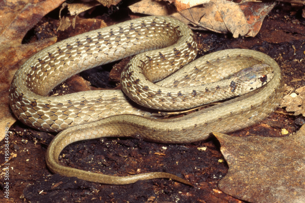 Obraz premium Dekay's brown snake (Storeria dekayi)