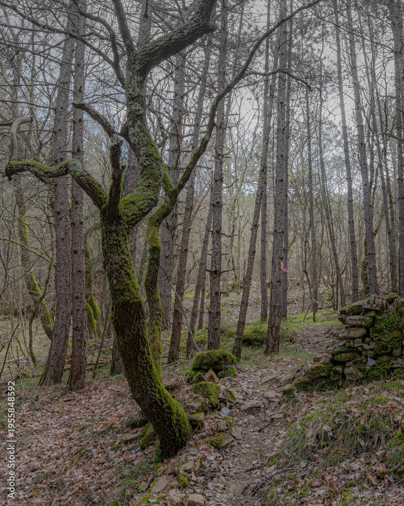 Fototapeta premium Mysterious sunlit forest path with unique shaped trees and green foliage