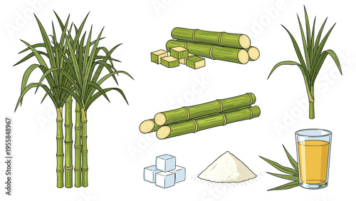 Collection of sugarcane plant illustrations including green stalks leaves sugar cubes sugar powder and a glass of fresh juice on white background.