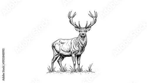 Majestic red deer stag with large impressive antlers is shown in a detailed black and white sketch standing in a grassy field.