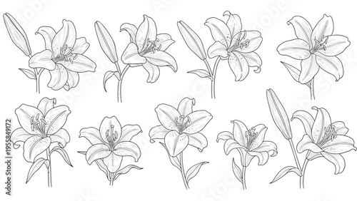 Set of delicate hand drawn lily flower blossoms and buds in various positions isolated on a white background for wedding and floral design.