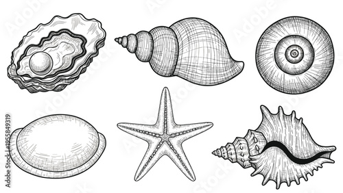 Detailed set of various seashells including oyster with pearl, starfish, and snail shells in vintage engraving style for coastal decor themes.