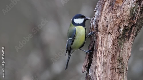Kohlmeise, Parus major

