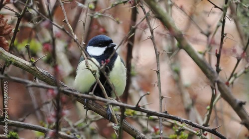Kohlmeise, Parus major

