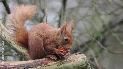 Eurasisches Eichhörnchen, Sciurus vulgaris 