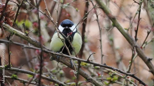 Kohlmeise, Parus major

