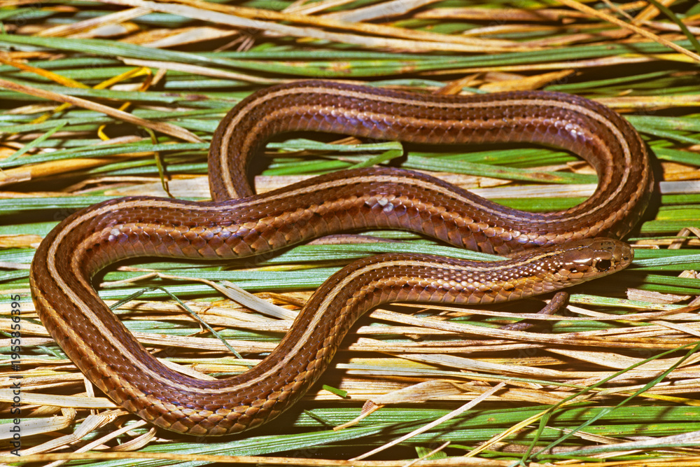 Fototapeta premium Shortheaded gartersnake, Thamnophis brachystoma, on grass litter.