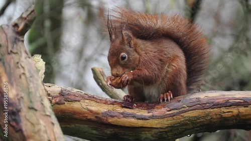 Eurasisches Eichhörnchen, Sciurus vulgaris 