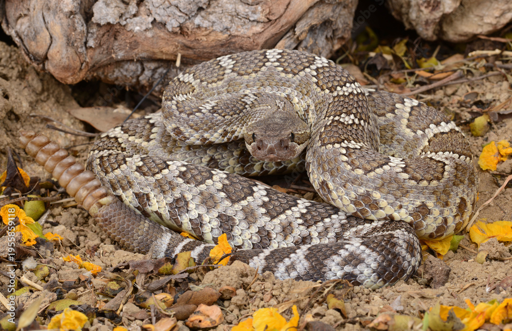 Fototapeta premium Pacific Rattlesnake commonly found in southern California.