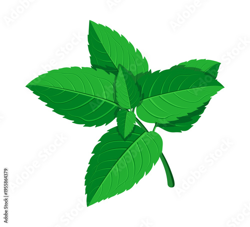 A twig of fresh fragrant mint in a cartoon style. Vector illustration of mint leaves of different shapes, sizes, a twig, isolated on a white background. Medicinal plants. Useful vitamin herbs.