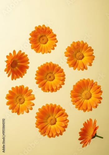 Beautiful bright orange calendula blossoms gently floating on a pale, soft yellow background, evoking summer and natural health, pastel, serene, vibrant