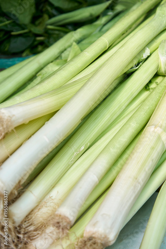 Fresh Bundle of Green Onions (Scallions) with Roots