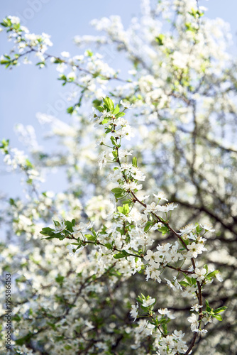 Blooming Cherry Blossom Branch with White Flowers and Green Leaves