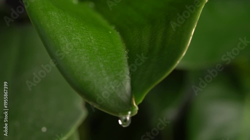 Drops of dew or rainwater on green exotic leaves. Natural moisture and condensation in a tropical jungle. Water droplets on green orchid leaves during a rainy day in the forest. Selective focus.