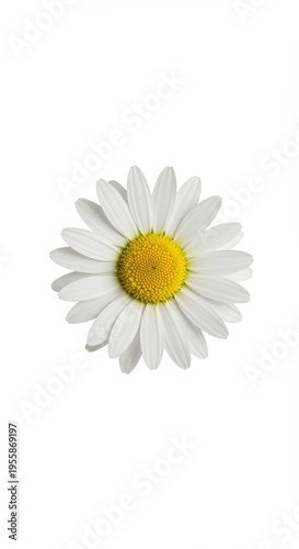 A perfect single white daisy with a bright yellow center isolated against a pure clean white background, symbolizing innocence and simplicity, nobody, garden, beauty