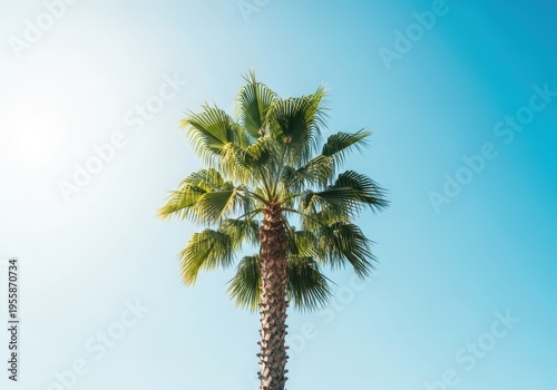 Majestic tropical palm tree reaches high toward the bright afternoon sun, showcasing its textured trunk and lush green fan-shaped fronds, exotic, stand, tropical