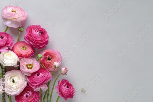 Elegant ranunculus flowers on a soft gray background with copy space.