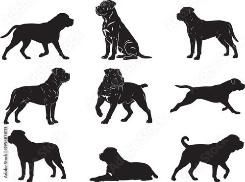 Powerful Boerboel Dog Standing with Muscular Build