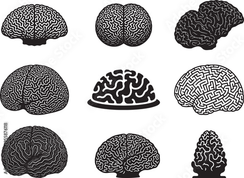 Brain Coral Structure with Natural Curved Surface Pattern