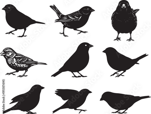 Brambling Bird Perched Calmly with Compact Shape