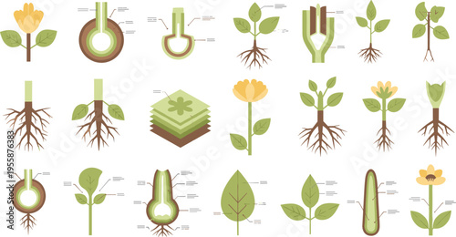 Educational botany collection featuring plant anatomy diagrams, root systems, leaf structures, flower cross sections, and biological growth stages for science textbooks and nature infographics