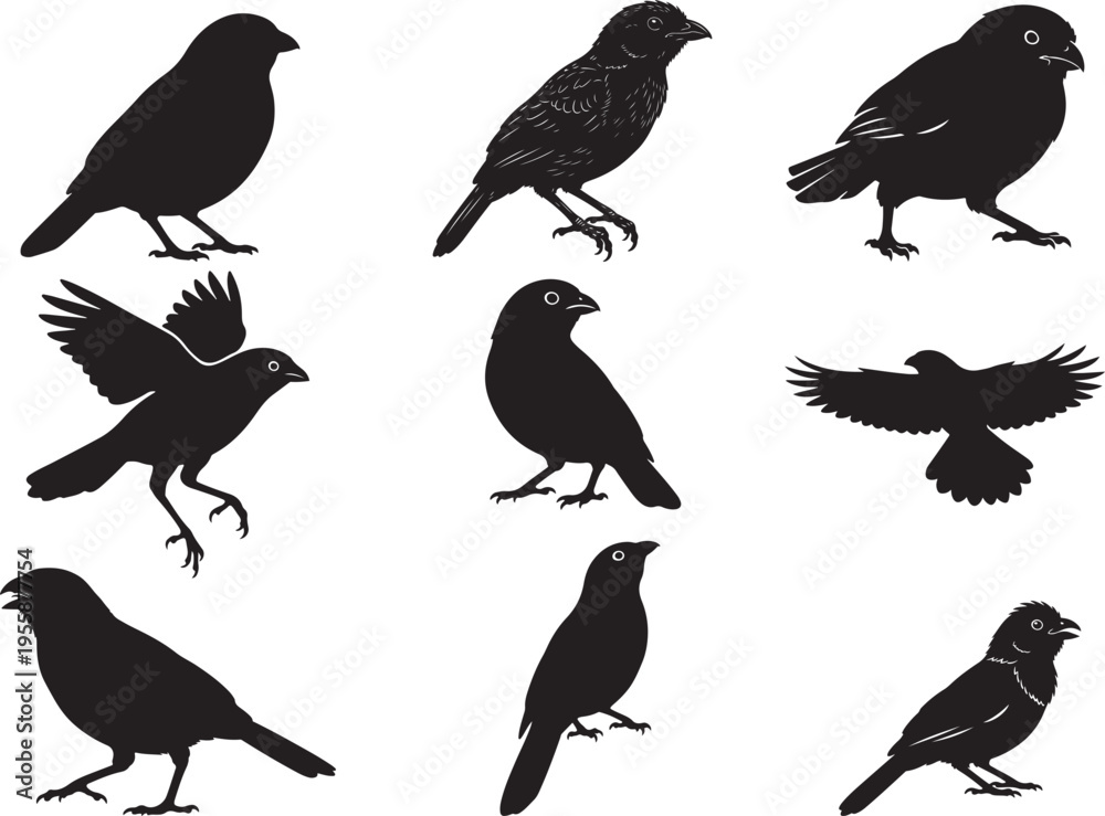Fototapeta premium Cotinga Bird Tropical Perched Wildlife Silhouette
