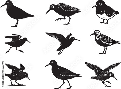 Dunlin Shorebird Walking Coastal Silhouette