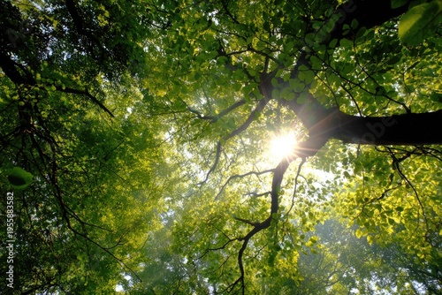 Sunlight Filtering Through Lush Green Tree Canopy in Forest.
