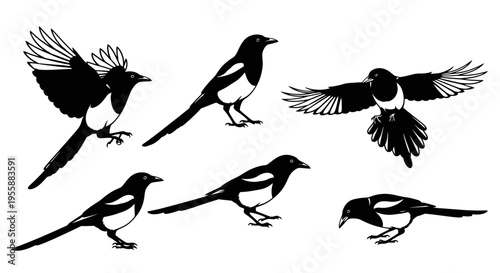 Set of Magpie Birds Silhouettes in Various Poses: Flying, Perching, and Foraging